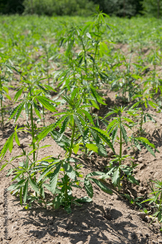 Hemp plant at outdoor cannabis farm field (Cannabis Sativa)