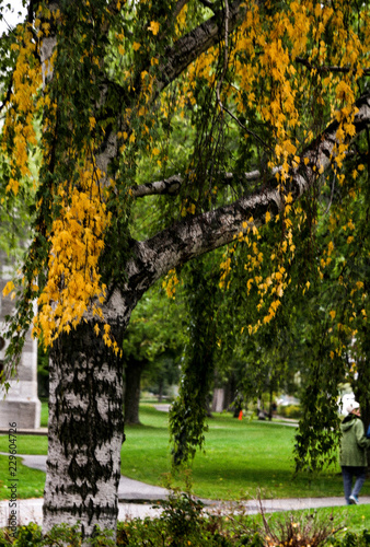 autumn in the park