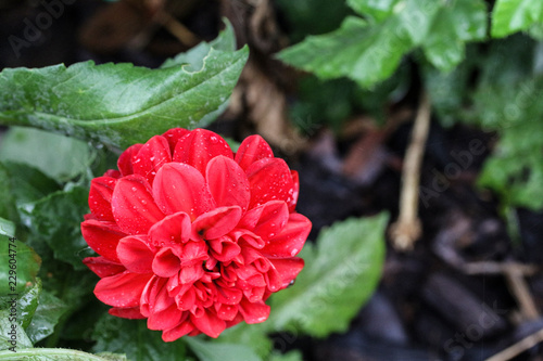 red flower in the garden