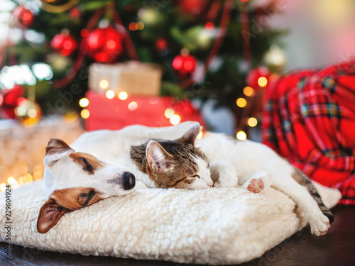 Cat and dog sleeping under christmas tree