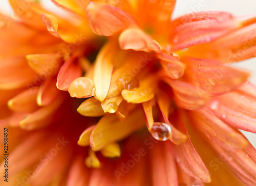 pink yellow flower with raindrops on white background