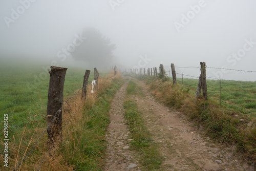 Path into the fog, Camino de Santiago trail between Tineo and Pola de Allande, Asturias, Spain