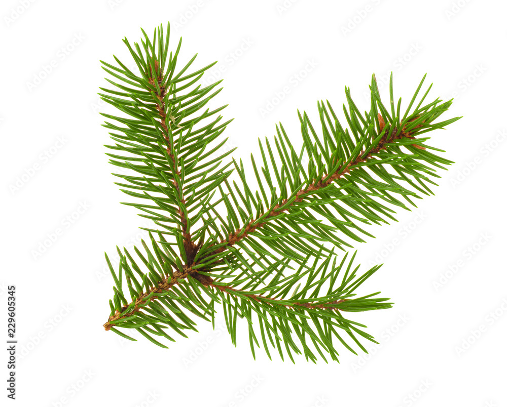Obraz premium Fir tree twig