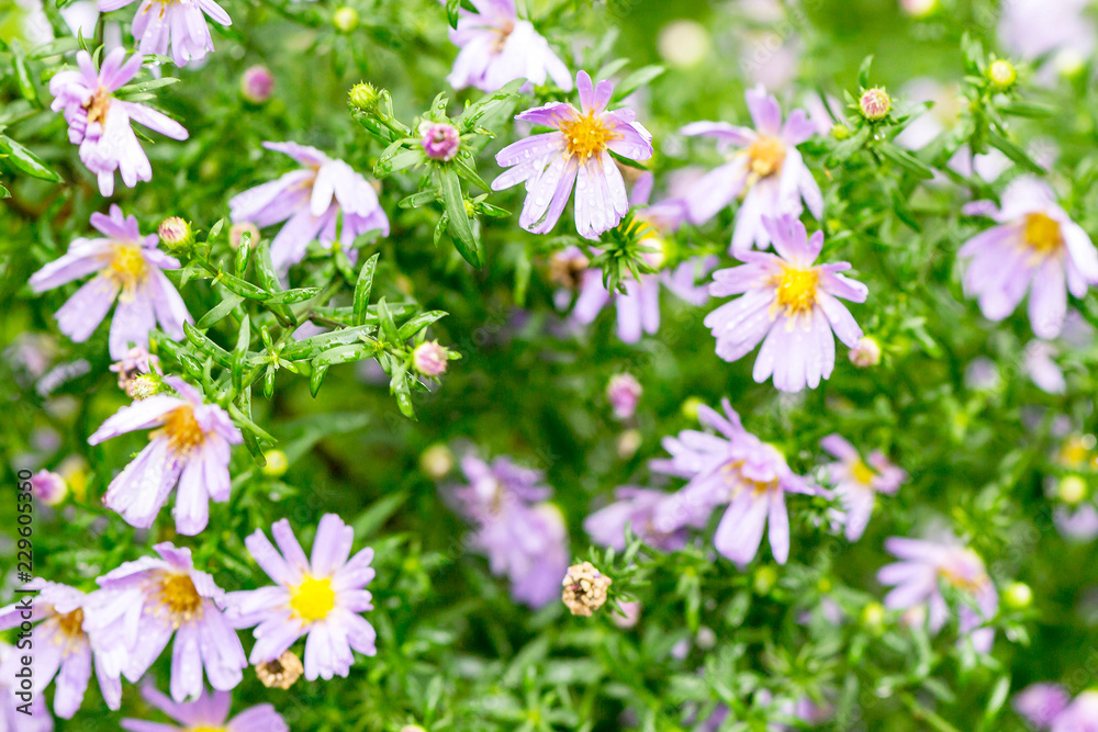 small lilac flowers with green leaves after the rain small lilac flowers with green leaves after the rain
