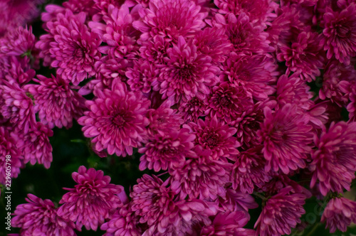 Rosy chrysanthemums in the backgrounds. A bouquet of chrysanthemums. Many rosy beautiful flowers