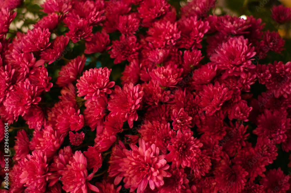 Red chrysanthemums in the backgrounds. A bouquet of chrysanthemums