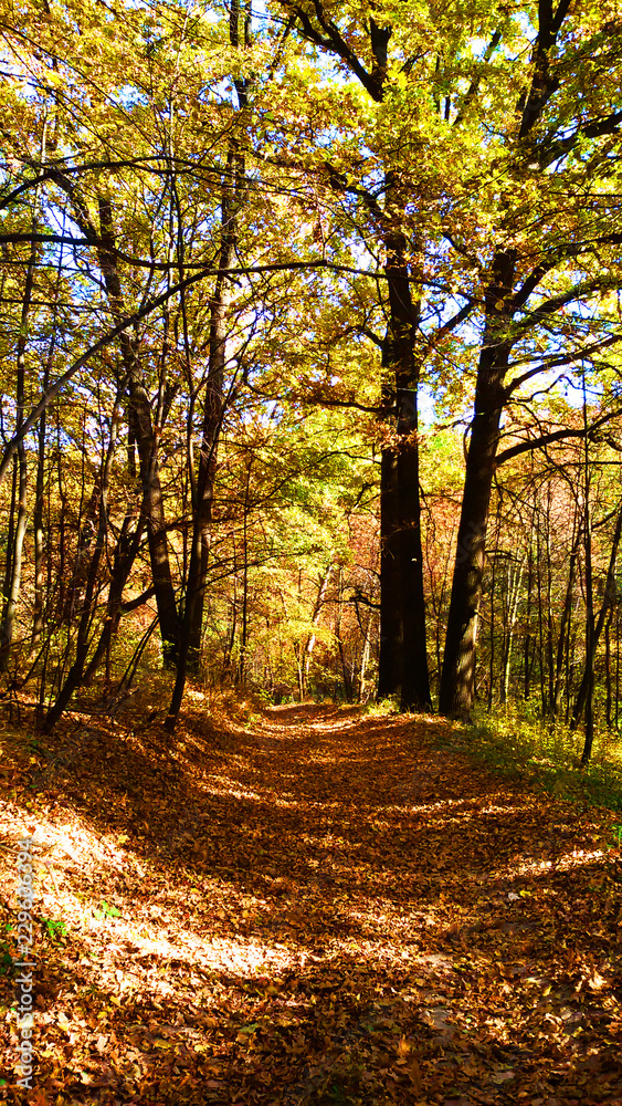 Obraz premium Золотая осень