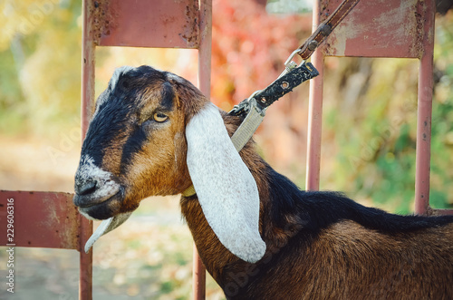 Angla-Nubian goat to the farm. close-up.