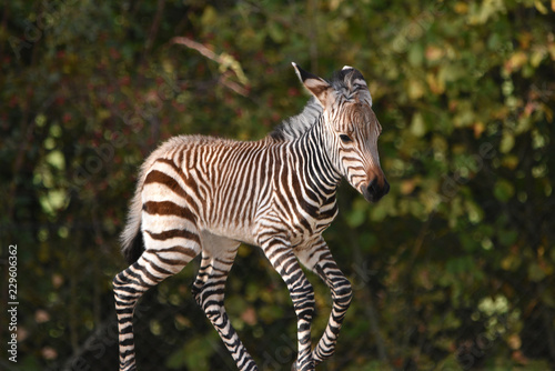 Zebra Foal 4 days old