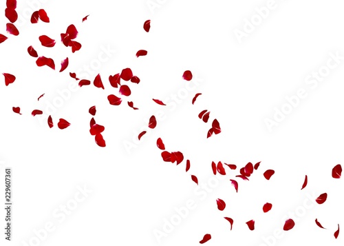 Fototapeta Naklejka Na Ścianę i Meble -  The petals of a red rose fly far into the distance