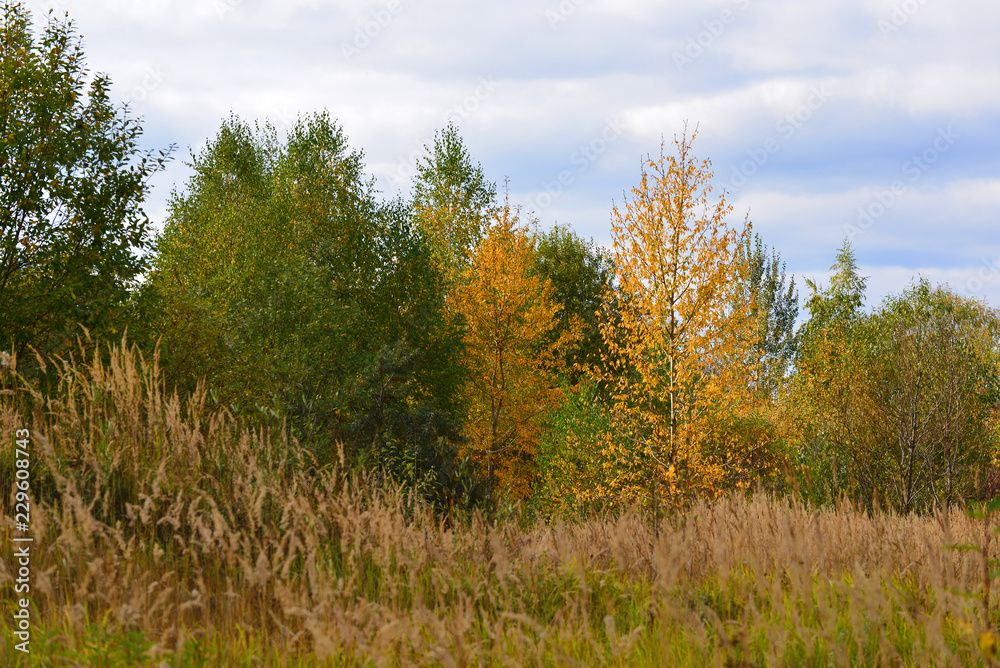 Beautiful autumn landscape with deciduous trees and grass Beautiful autumn landscape with deciduous trees and grass