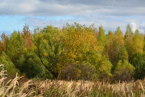 Beautiful autumn landscape with deciduous trees and grass