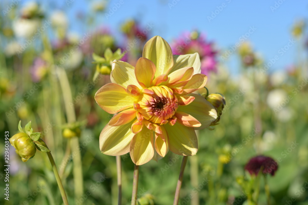 A yellow Dahlia in a Dahlia field A yellow Dahlia in a Dahlia field
