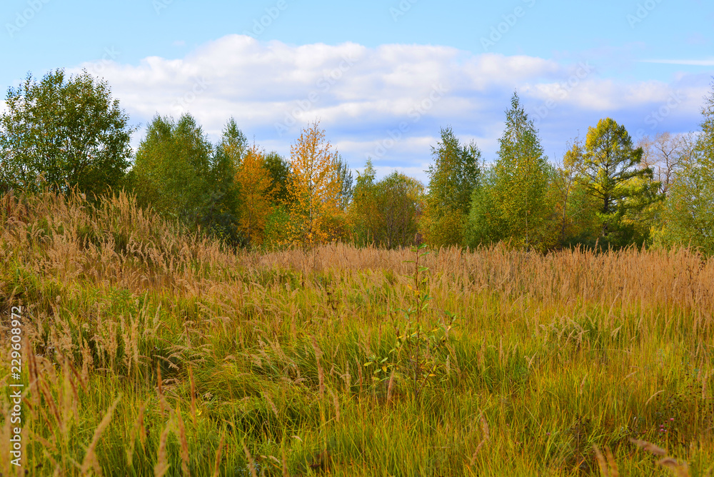 autumn landscape with deciduous trees and grass