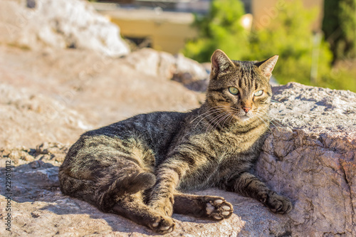 single street cat portrait lay on stones and looking side ways, sunny weather