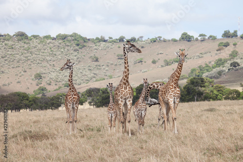 Fototapeta Naklejka Na Ścianę i Meble -  Family of different size giraffes in Kenya, Africa
