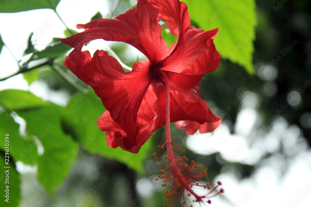 beautiful exotic flowers of Bali island, Indonesia beautiful exotic flowers of Bali island, Indonesia
