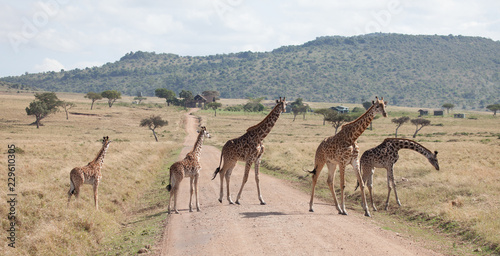 Family of giraffes stride across a dirt road in Kenya