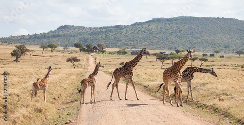 Family of giraffes stride across a dirt road in Kenya
