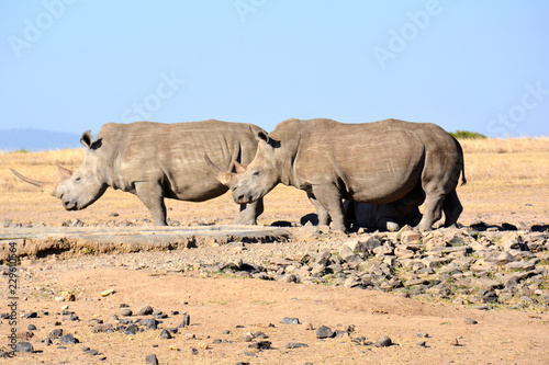 Rhinos seen during Safari in Africa.