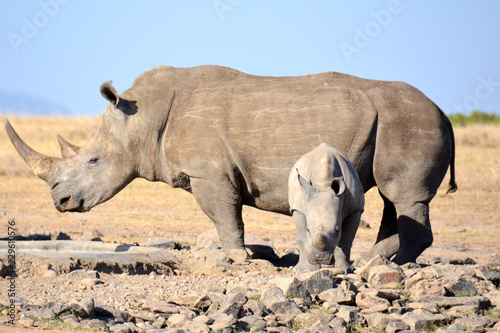 Mom and Baby Rhinoceros i African Savanna.