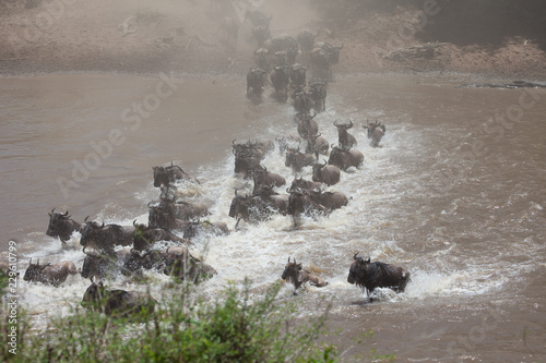 Stampede of wildebeest and zebra crossing the river in the Great Migration of Serengeti