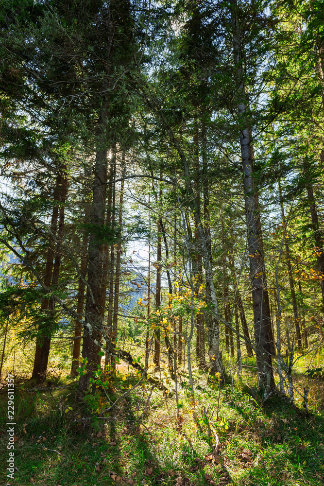 Fototapeta premium Light in the forest with the back light