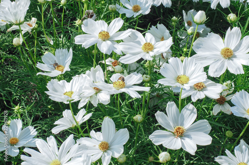 White cosmos flowers field.