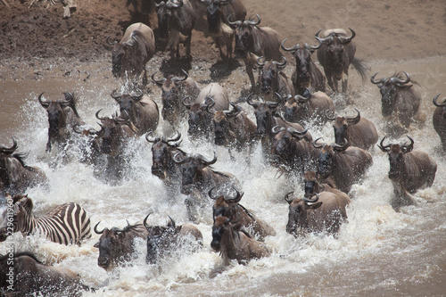 Stampede of wildebeest and zebra crossing the river in the Great Migration of Serengeti photo