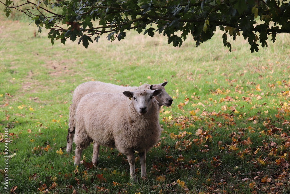 Fototapeta premium fluufy woolen coats .sheep in a field tagged for ownership