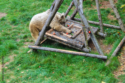 Ein Braunbär in einen Tierschutzzentrums der Vier Pfoten in Arbesbach im Waldviertel Niederösterreichs, Österreich