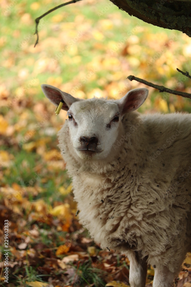 Obraz premium fluufy woolen coats .sheep in a field tagged for ownership