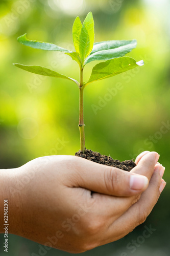 close-up human hands holding a young green plant in green backgound. Save the world and World Environment Day concept.
