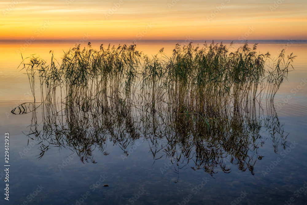 Background image. Reeds in the lake with reflection at golden sunset. Background image. Reeds in the lake with reflection at golden sunset.