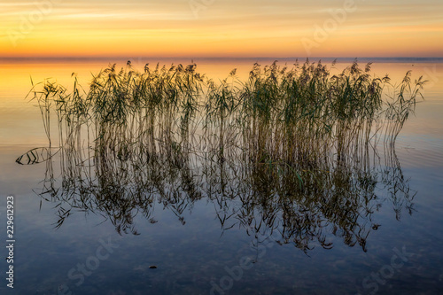 Background image. Reeds in the lake with reflection at golden sunset.