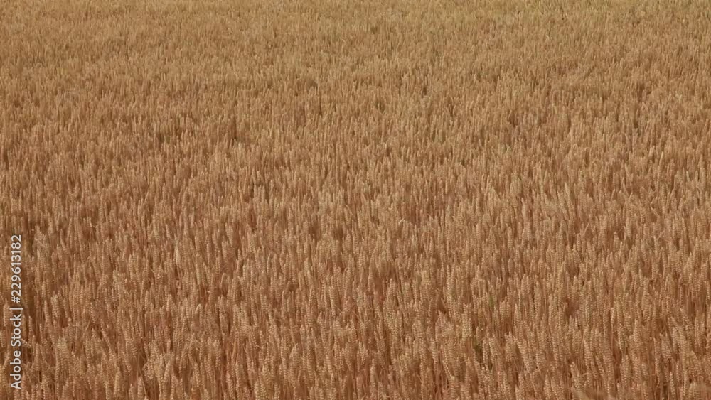 Barley field background in sunlight. Agriculture, agronomy, industry concept. Barley field background in sunlight. Agriculture, agronomy, industry concept.