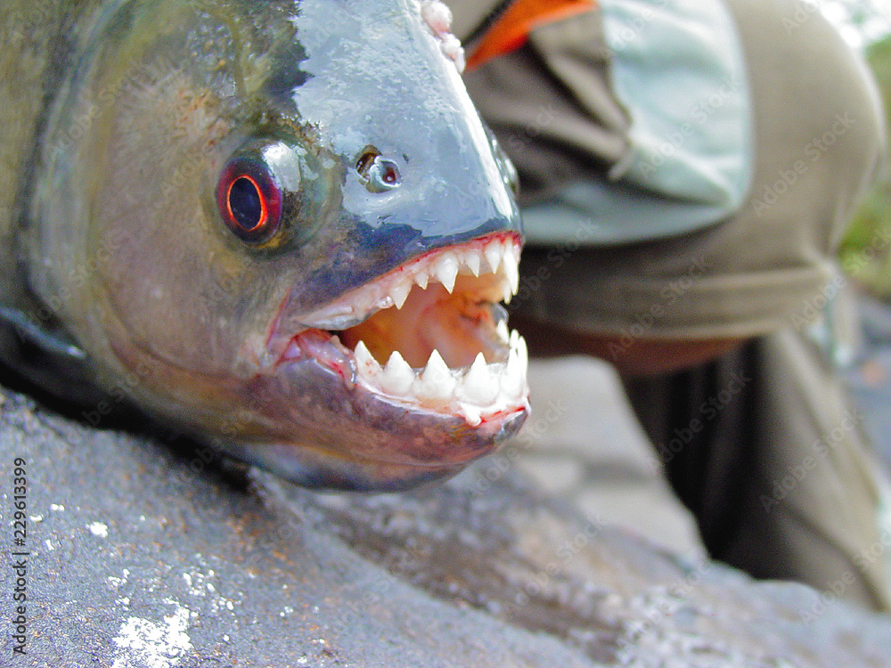 Как выглядит пиранья в реальной жизни Amazon Black Piranha with exposed teeth фотография Stock Adobe Stock