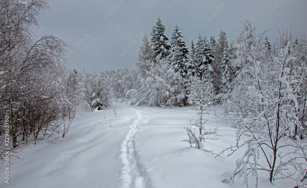 The trees in the winter forest are densely covered with fresh, loose snow. winter forest after heavy snowfall. The winter forest in the Carpathians is covered with a thick layer of loose snow The trees in the winter forest are densely covered with fresh, loose snow. winter forest after heavy snowfall. The winter forest in the Carpathians is covered with a thick layer of loose snow