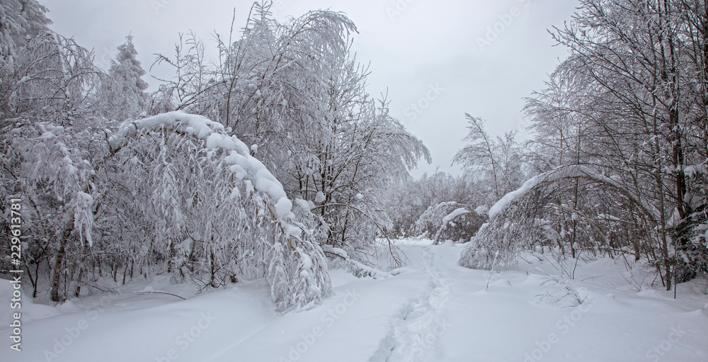 The trees in the winter forest are densely covered with fresh, loose snow. winter forest after heavy snowfall. The winter forest in the Carpathians is covered with a thick layer of loose snow The trees in the winter forest are densely covered with fresh, loose snow. winter forest after heavy snowfall. The winter forest in the Carpathians is covered with a thick layer of loose snow