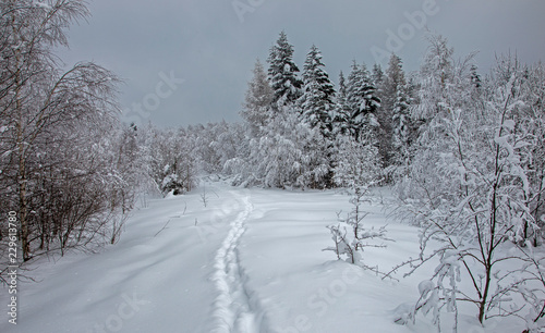 The trees in the winter forest are densely covered with fresh, loose snow. winter forest after heavy snowfall. The winter forest in the Carpathians is covered with a thick layer of loose snow © ihorhvozdetskiy