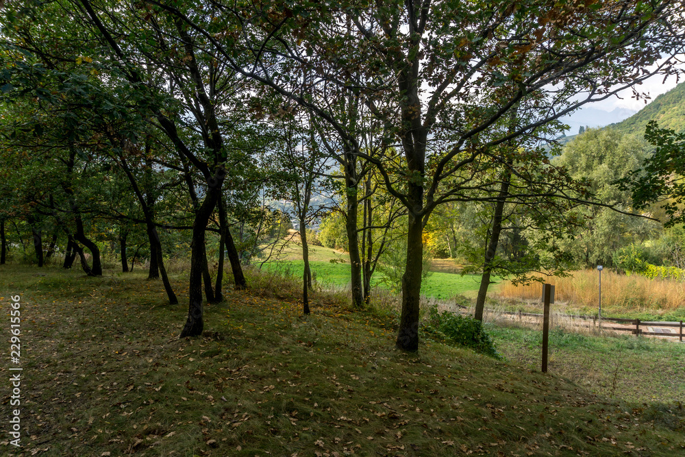 park with trees in the fall. Autumn colors with trees with colored leaves park with trees in the fall. Autumn colors with trees with colored leaves