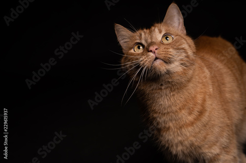 Portrait roter Kater Katze vor schwarzem Hintergrund - Variante 2