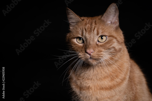 Portrait roter Kater Katze vor schwarzem Hintergrund - Variante 1
