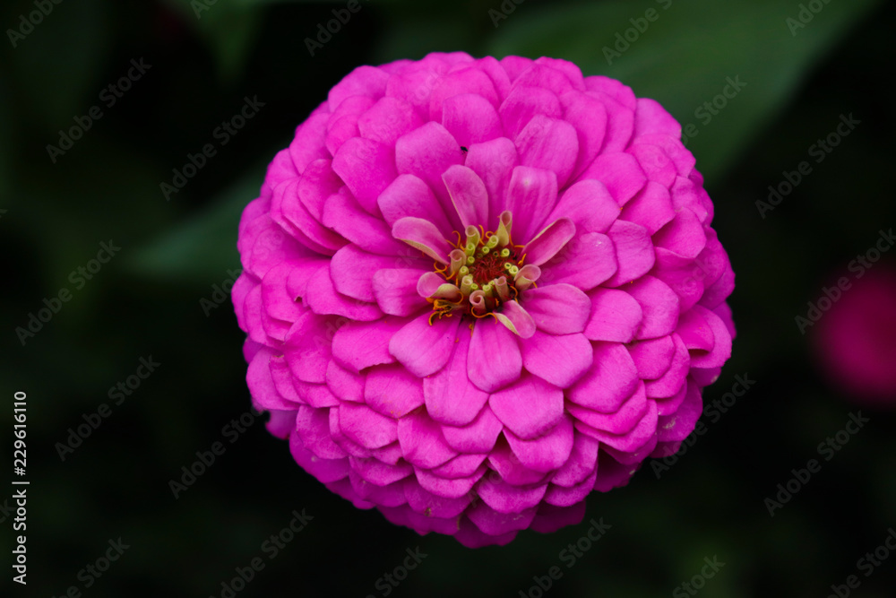 pink flower in garden pink flower in garden