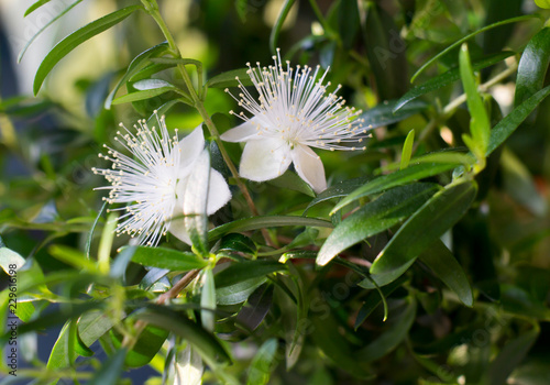 Myrtle (Myrtus communis) flowers close-up photo