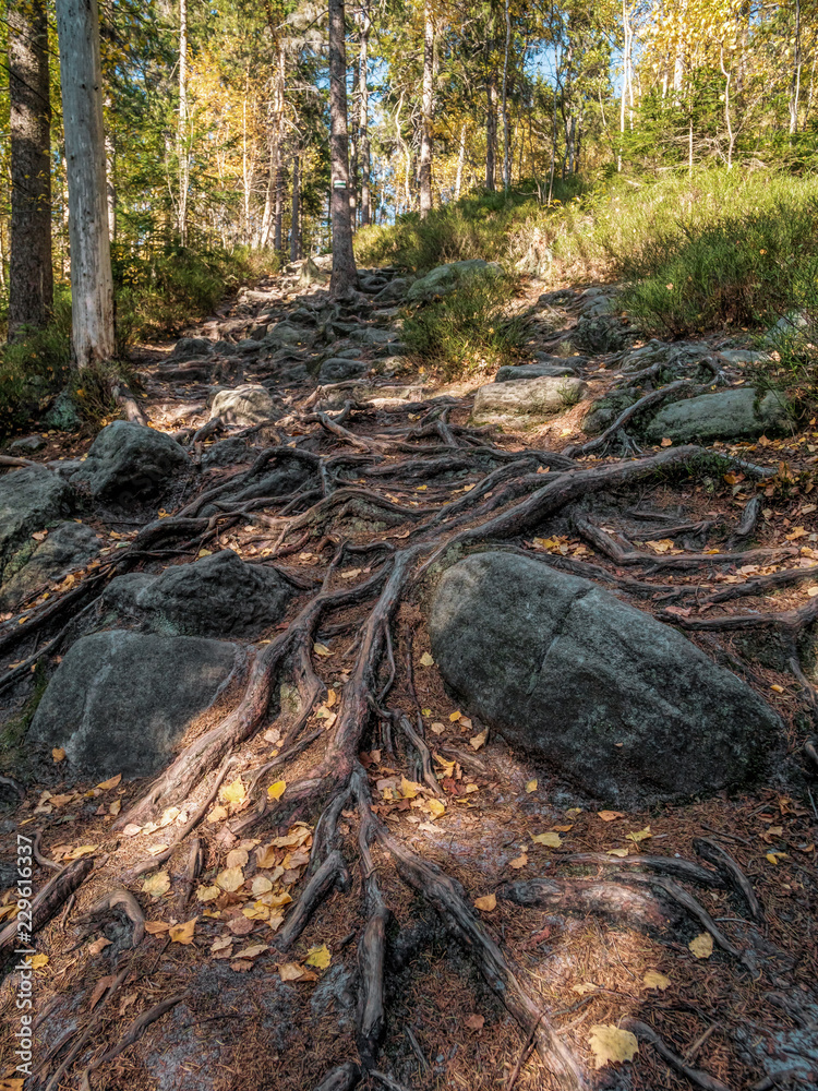 Obraz premium Tourist trail in Table Mountain National Park, Poland
