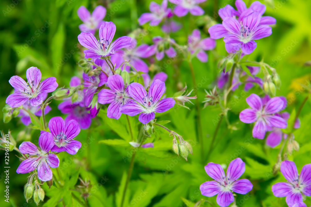 Bright flowers of meadow crane's-bill (Geranium pratense) Bright flowers of meadow crane's-bill (Geranium pratense)