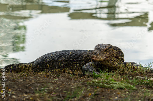 Massive Asian water monitor lizard spotted in Lumpini Park in Bangkok. 
