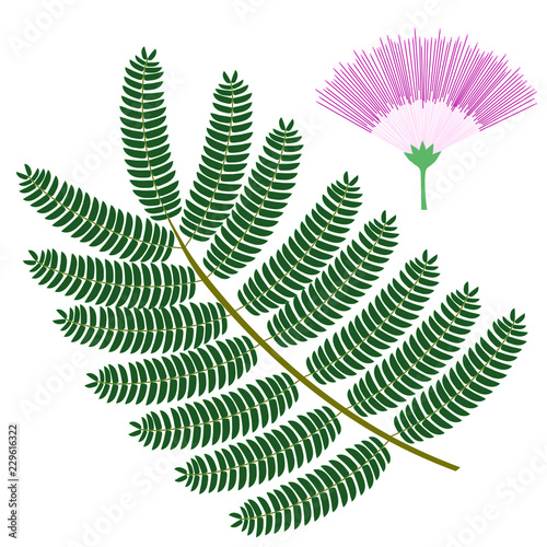Silk tree flower and leaf. Tropical plant isolated on white background. Vector illustration.