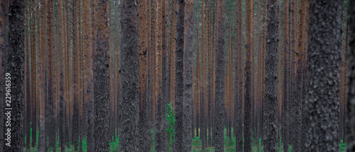 slender trees deep in the pine forest